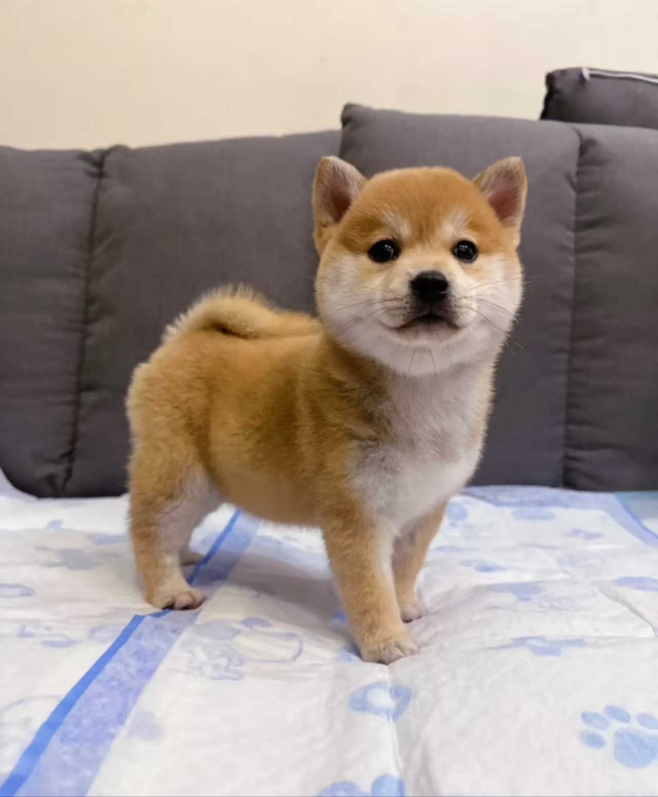 黄狗白面小柴犬